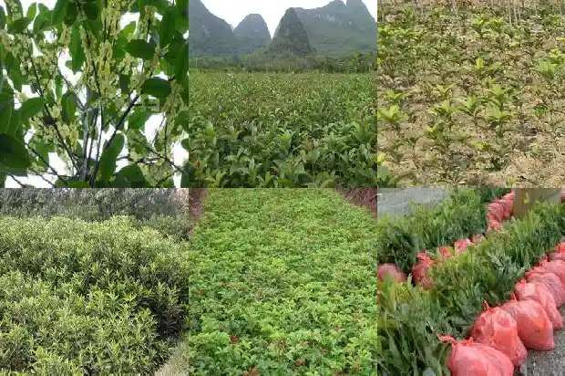 桂花树叶子长锈点1681520279775