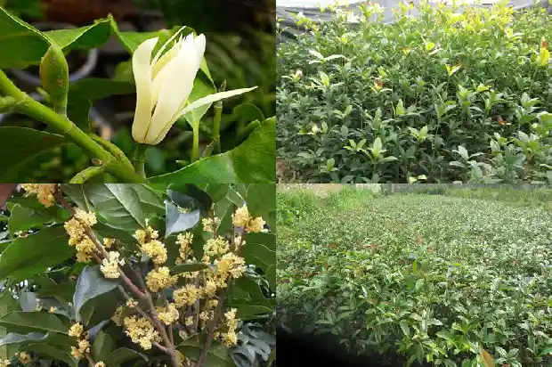 桂花树叶子生锈1681520396845