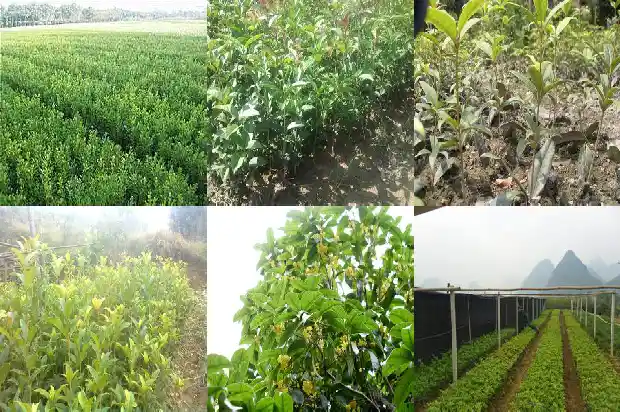 桂花树叶有干皮怎么办1681520508097