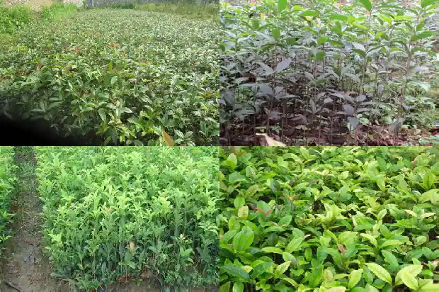 桂花树叶有干皮怎么办1681520508144