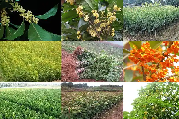 桂花树叶有干皮怎么办1681520508192