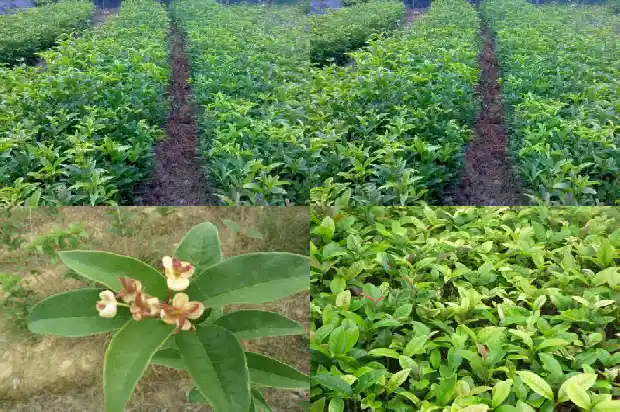 桂花树起白色斑是什么病1681520705876