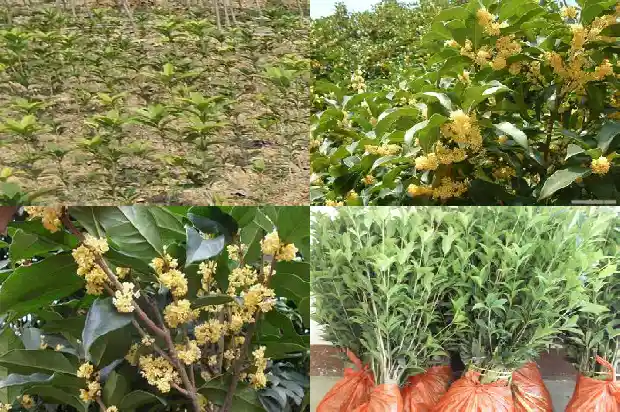 北方庭院种什么桂花树好1688431705610