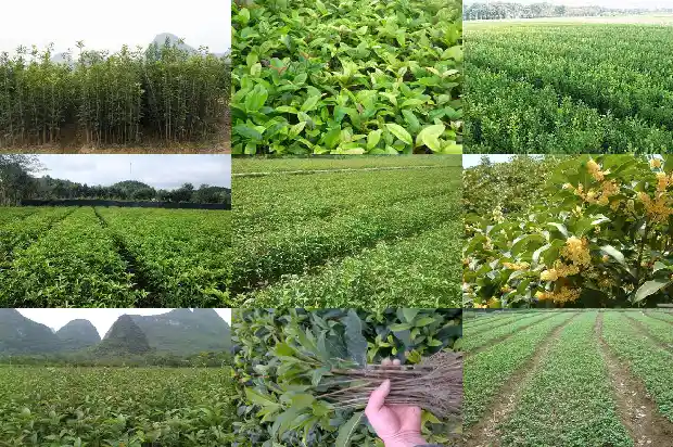 结籽的桂花树好吗1689838208310