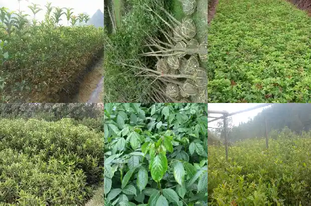 桂花树的叶子变黄是什么原因1681521081252