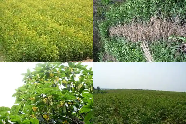 20公分的桂花树价格多少一棵1689726872441