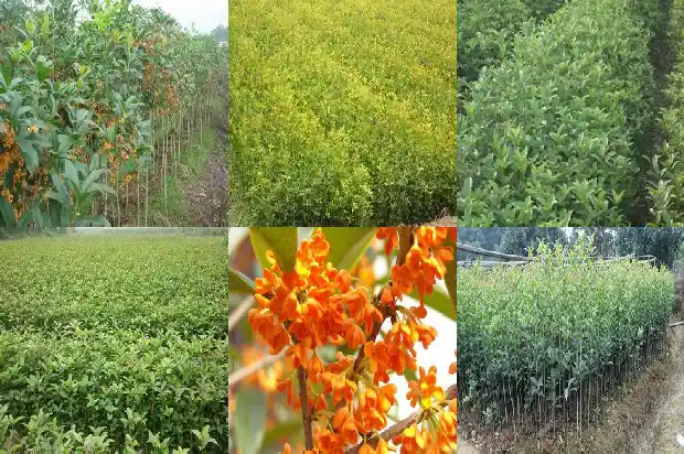 桂花树树身有白斑1681521330965