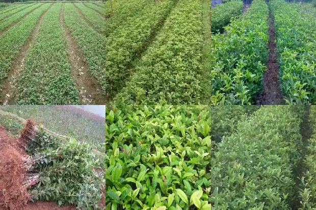 桂花树树身有白斑1681521331061