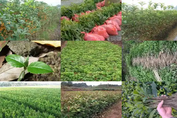 桂花可以跟茶叶一起泡吗1689577124297