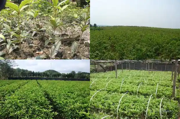 刚种的桂花树掉叶子1681521559219