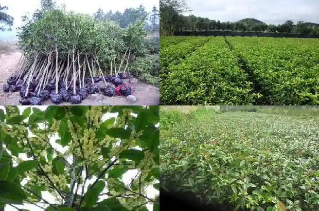 刚种的桂花树掉叶子1681521559315