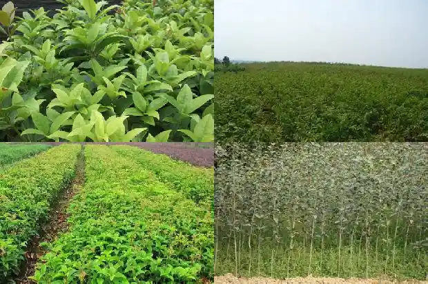 桂花叶子起均匀锈斑是为什么呢怎么治1681521662965