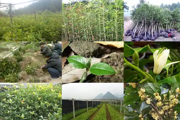 桂花叶子生锈什么原因1681521806563