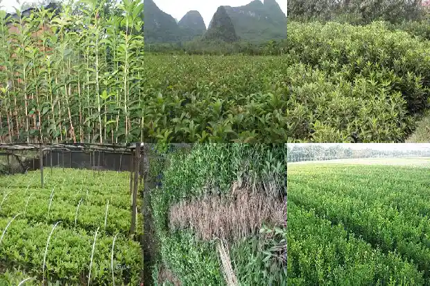 四季桂花树什么时候修剪枝条最好呢1681521875240
