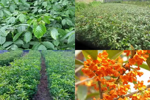 四季桂花树什么时候修剪枝条最好呢1681521875287