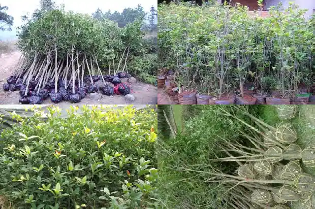 桂花树什么季节修剪枝条最好1681521941833