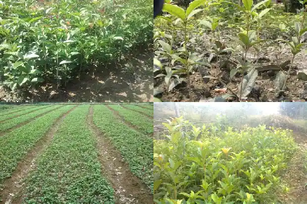 桂花加红茶1689577140766