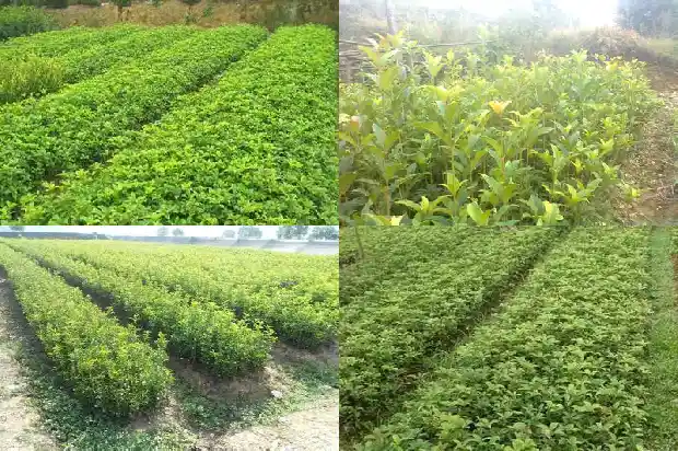 十月桂花开的说说怎么写1688793198649