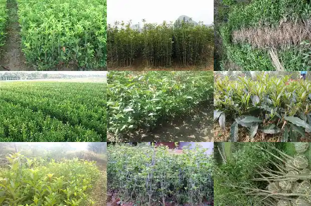 四季桂花什么时候修剪最佳1681522052242