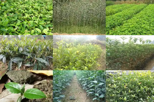 桂花树什么时候剪枝好呢1681522127779