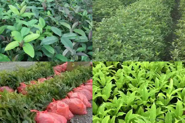 桂花树应该什么时候剪1681522298986