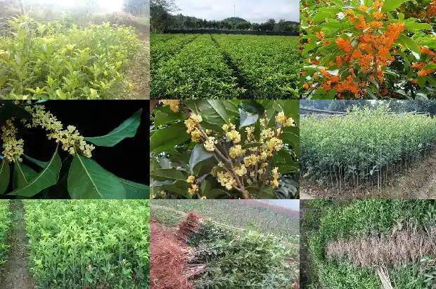桂花树应该什么时候剪1681522299034