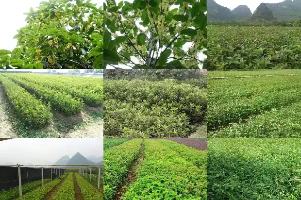 桂花需要修剪枝吗1681522440593
