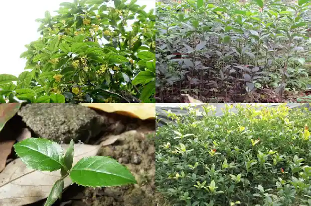 桂花需要修剪枝吗1681522440641