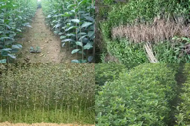 桂花树桩可以嫁接什么植物呢1688345508879