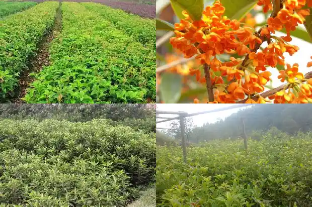 桂花怎么减枝1681522540124