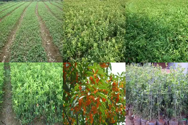 桂花需要剪枝吗还是自由生长1681522619770