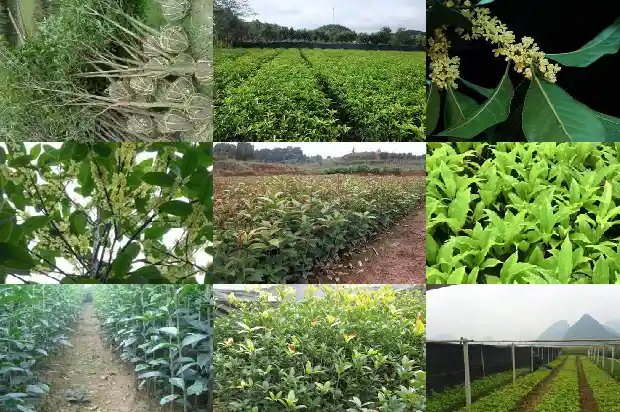 四季桂花怎样修剪1681522691004