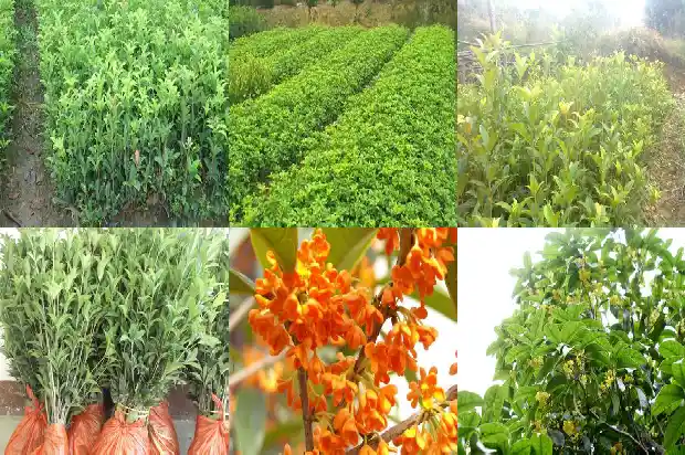 桂花主杆怎样修剪好看1681522766652
