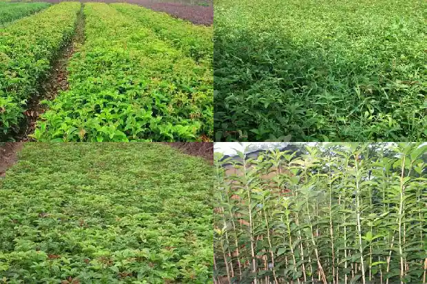 桂花主杆怎样修剪好看1681522766700