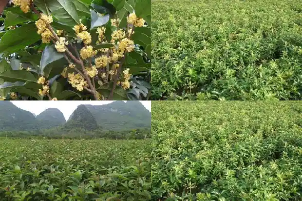 桂花树修剪的最佳时间1681522837935