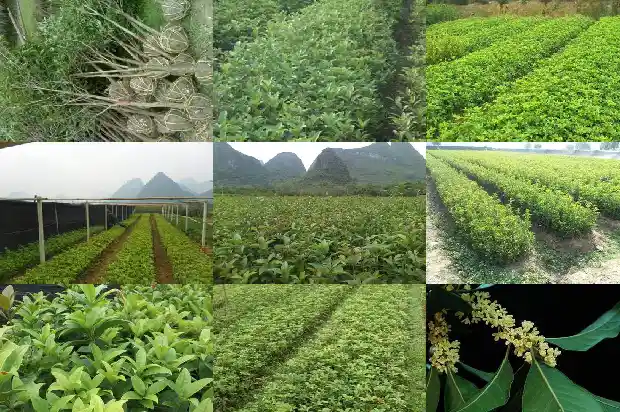 桂花树修剪的最佳时间1681522837983