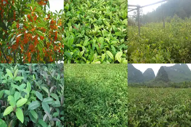桂花树修剪的最佳时间1681522838031