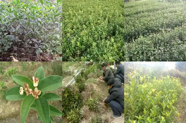 桂花和玫瑰花一起喝有什么禁忌嘛1689208601677