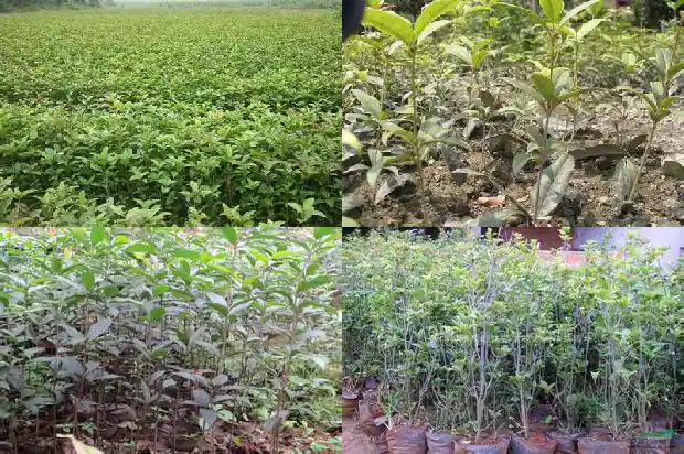 白桂花茶的功效与作用1689381786009