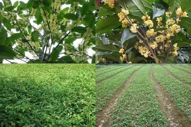 桂花一年剪几次枝1681523158354