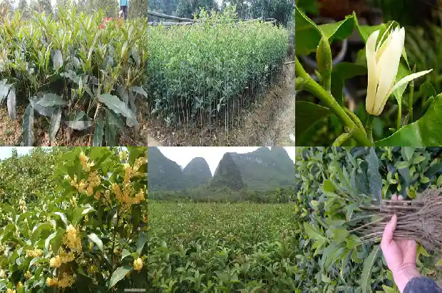 桂花树可以剪掉所有的枝条吗1681523333637