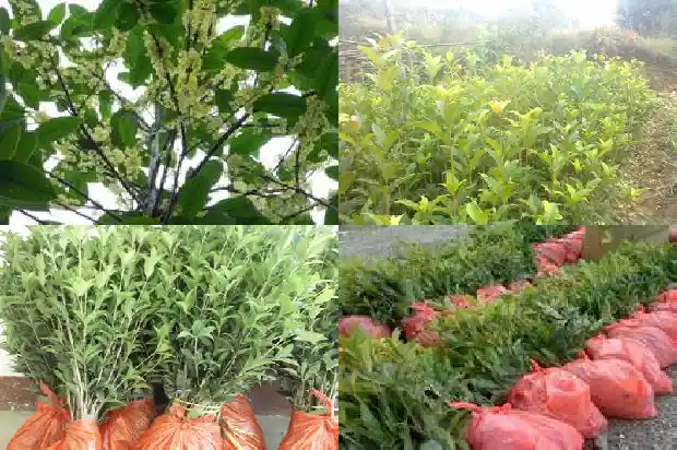 桂花树可以剪掉所有的枝条吗1681523333685