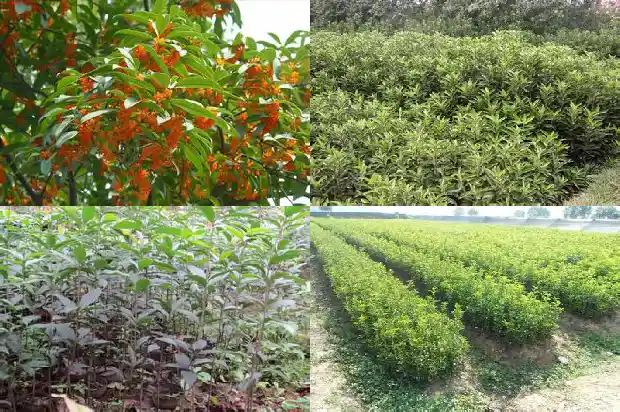 桂花树把树枝全部砍掉会活吗1681523413837