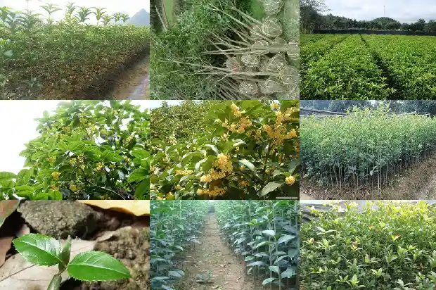 桂花树把树枝全部砍掉会活吗1681523413884