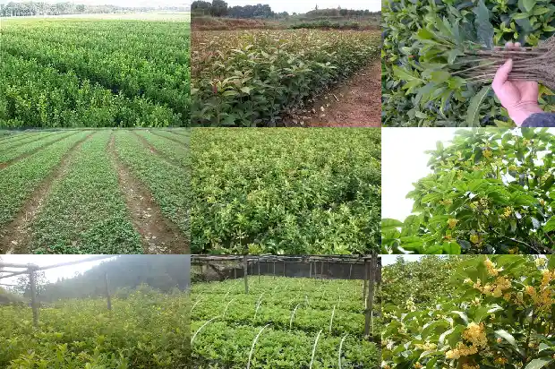 北方能载桂花树吗1681523489577