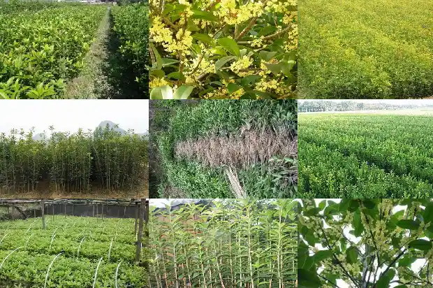 桂花树在北方地栽可以吗1681523609265