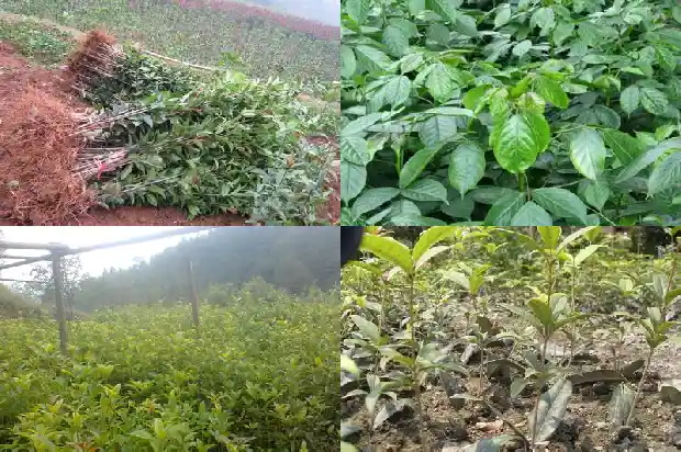 桂花树在北方地栽可以吗1681523609313