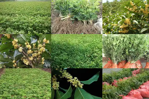 北方庭院种什么桂花树好1688431707697