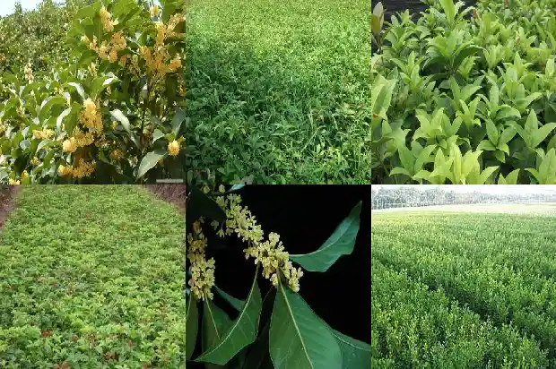桂花几月长花苞1688523293348