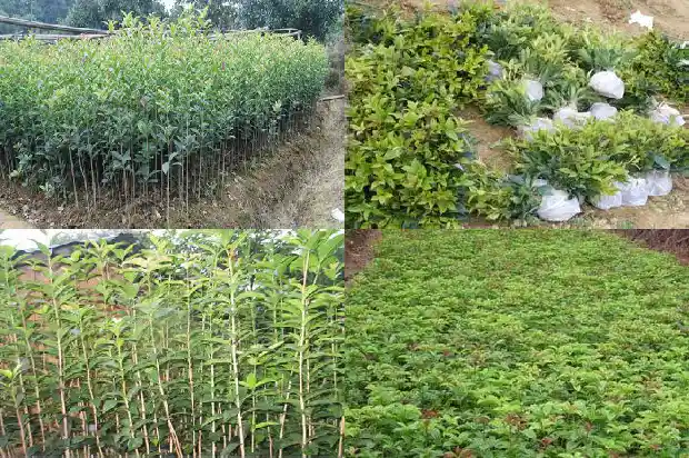 桂花什么时候修剪比较好1681523762493